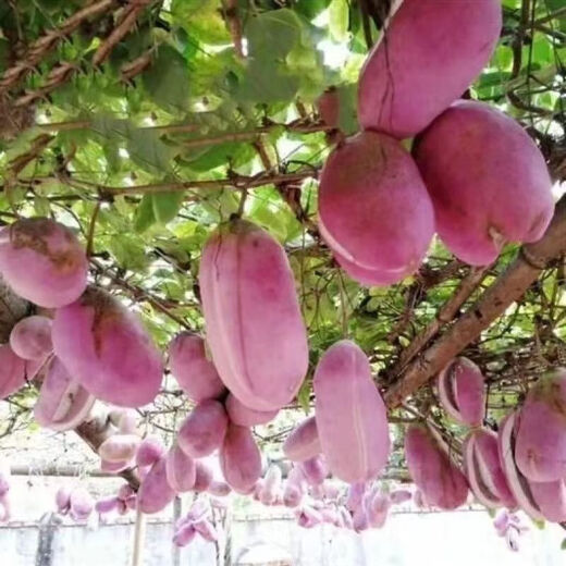 August melon, August fried seeds, new dietary fiber seeds, four-season climbing vines, balcony potted edible fruit seeds, August melon seeds/pack, about 20 capsules, 1 pack