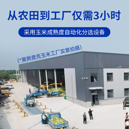 Black Bear Chuck Fruit Sweet Corn Kernels 1.6Jin Jin equal to 0.5kg 80g*10 bags ready to eat crispy sweet juicy low fat filling children's snacks