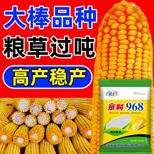 Suiyiman Yunnan-Guizhou-Sichuan high-yielding corn Jingke 968 low-stem big stick high-yielding resistance to lodging and rust disease dual-purpose grain and feed can be stored as green storage 1 bag 4000 grains