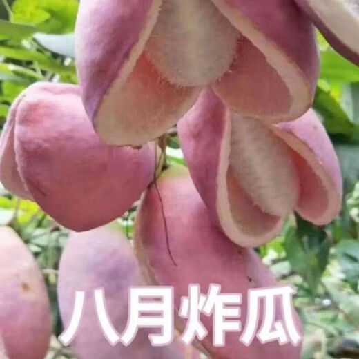 August melon, August fried seeds, new dietary fiber seeds, four-season climbing vines, balcony potted edible fruit seeds, August melon seeds/pack, about 20 capsules, 1 pack