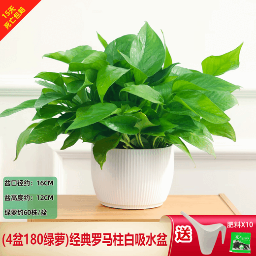 Green Intentional Pothos Potted Plants Formaldehyde Removal Indoor Flower Plants Pothos Wholesale Office New House Decoration Purifies the Air 180 White Roman Column Pothos 4 Pots + 1 Pot + 10 Fertilizer Delivered with Pots and Soil