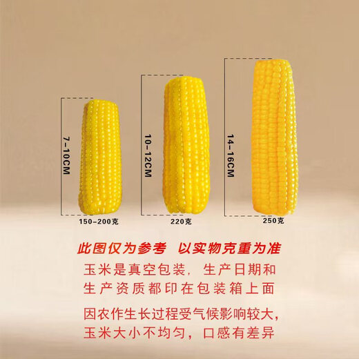 2025 Northeast yellow sweet glutinous corn on the cob vacuum packaged low-fat yellow waxy big stick sweet Northeast breakfast sticky rice yellow waxy corn 2 sticks 180g/stick