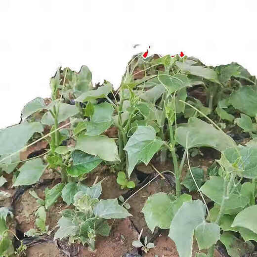 Chayote seedlings, seedlings with roots, seeds, larvae seedlings, melon seedlings, handrail melon planting seedlings, 12 chayote seedlings