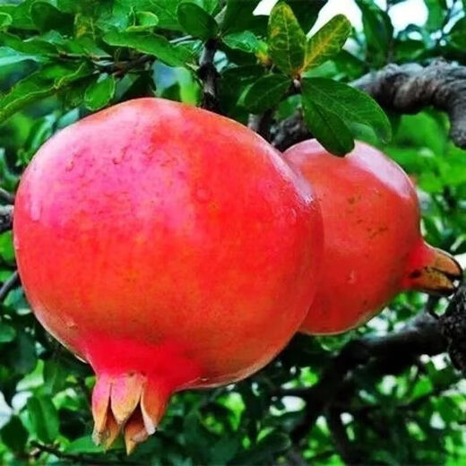 Sweet and crisp pomegranate seeds, pure sweet pomegranate seedlings, cold-resistant balcony garden potted ground planting seeds planted in the south and north, sweet and crisp pomegranate seeds, 3 packs of about 150 grains
