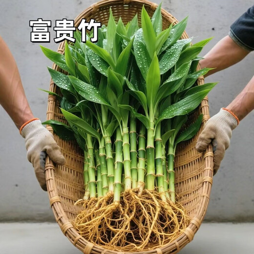 Shuzhimei Hydroponic Plant Lucky Bamboo Trial Pack Hydroponic Lucky Bamboo with Roots 10 Branches 15-20cm Straight from the Source
