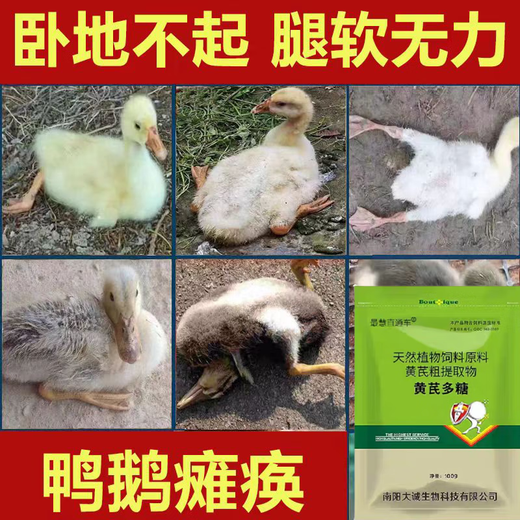 Freeze-dried powder for ducks unable to stand up. Poultry disease and chicken disease. Complete treatment for chicken and duck raising. Special soft foot serositis for raising chickens and ducks. Two bags for duck farming. Legs are weak.