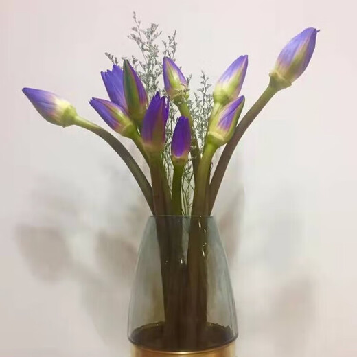 Water lily special price fresh flowers Guangzhou straight hair with buds indoor hydroponics niche fairy fluttering Chinese Valentine's Day gift 10 purple water lilies