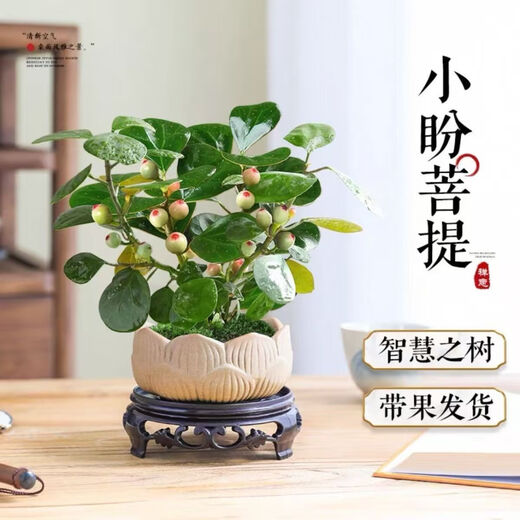 Small Pan Bodhi bonsai Bodhi tree Chinese style green plant indoor office good to nourish Zen and purify the air Xiao Pan Bodhi base + basin + Bodhi + moss