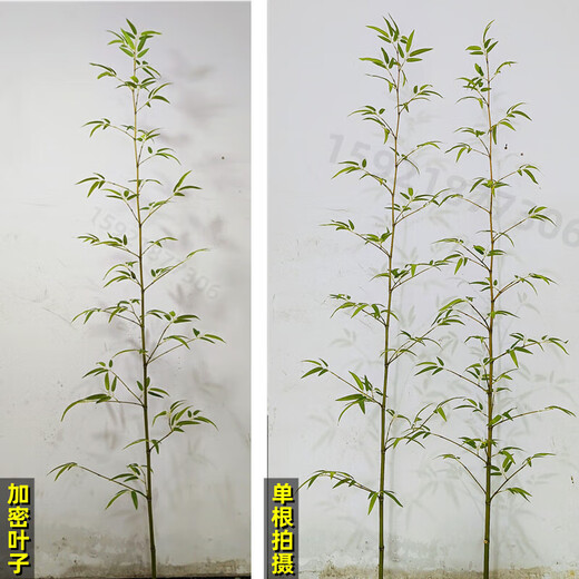 Linpan simulated bamboo outdoor decoration fake bamboo simulated plant landscaping bionic bamboo outdoor green plants 80*20*20CM long (can insert 12-16 trees)