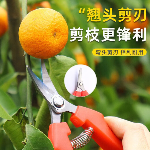 Fengxi thickened stainless steel fruit-picking scissors elbow scissors thinning fruit scissors for picking tomatoes and citrus scissors gardening scissors green thickened stainless steel long scissors with scissors 1 piece for trial