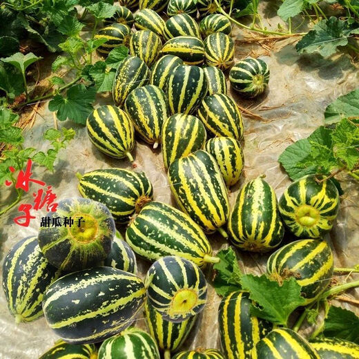 Sweet tooth-dropping rock sugar melon seeds, four-season high-yielding garden balcony potted fruit seeds, rock sugar melon seeds, sweet tooth-dropping seeds/pack of about 100 capsules, 3 packs