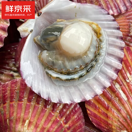 Freshly harvested from Beijing, fresh in season. Fresh red scallops. Net weight: 3 Jin. Jin is equal to 0.5 kg. 10-12 pieces/Jin. Jin is equal to 0.5 kg. Keep fresh but not alive.