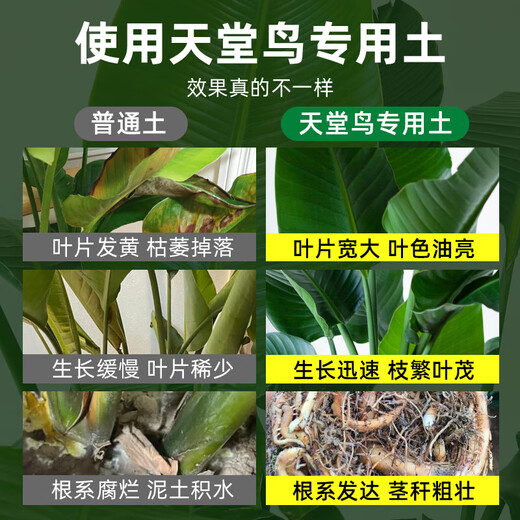 天堂鸟专用土营养土养花专用通用土壤绿植泥土种植土盆栽专用肥料 天堂鸟专用土20斤