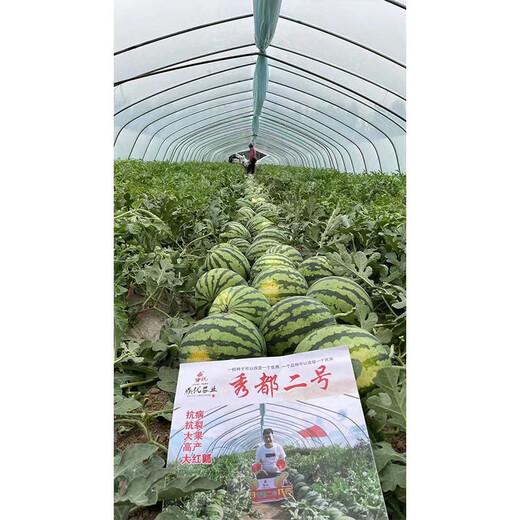 Xiudu No. 2 watermelon seeds are early maturing, resistant to low temperature, resistant to cracking, disease resistant, crystal matchmaker, small thin skin, juicy and crispy.