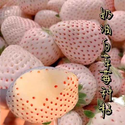 Creamy White Strawberry Seeds Four Seasons White Strawberry Seeds Vegetable Seeds and Beauty Home Potted Balcony Planting Creamy White Strawberry Seeds/Pack About 100 capsules 5 packs