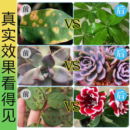 Plant Rejuvenation Liquid Flower Green Plant Rose Money Tree Special Concentrated Nutrient Solution Yellowing and Falling Leaves Rapid Rooting Liquid Shunhui Yuanfeng Resurrection Liquid 50ml 1 bottle + dripper