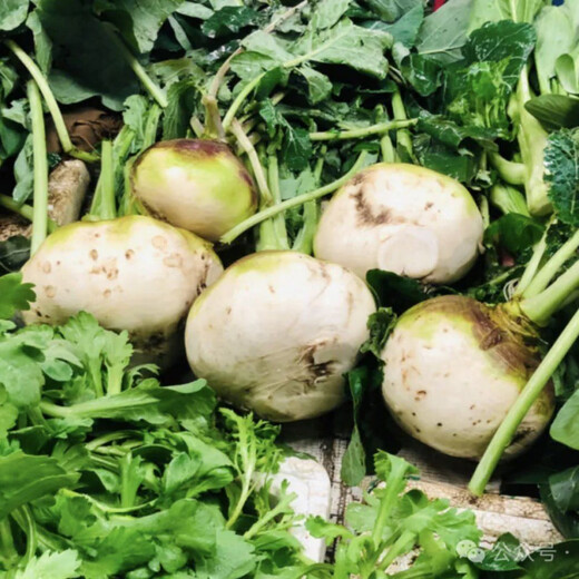 Kohlrabi seeds make pickled pickles, mustard rhizome seeds, radish seeds, spring and autumn cold-resistant vegetable seeds, 5 bald melon seedlings