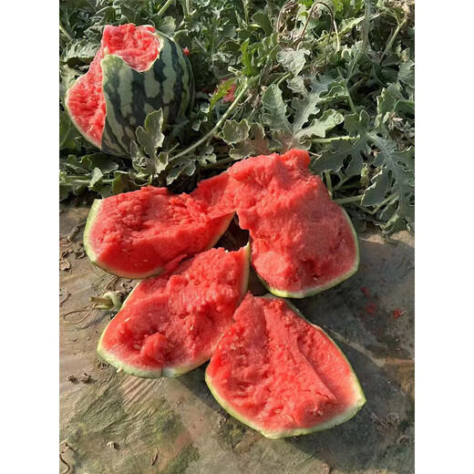 Xiudu No. 2 watermelon seeds are early maturing, resistant to low temperature, resistant to cracking, disease resistant, crystal matchmaker, small thin skin, juicy and crispy.