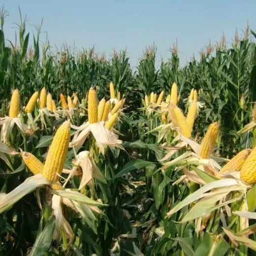 Suiyiman Yunnan-Guizhou-Sichuan high-yielding corn Jingke 968 low-stem big stick high-yielding resistance to lodging and rust disease dual-purpose grain and feed can be stored as green storage 1 bag 4000 grains