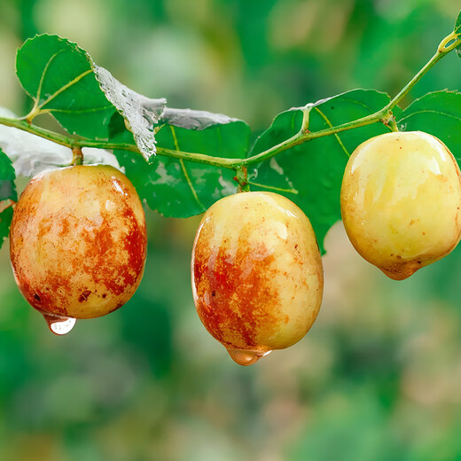 Jingxiansheng Shandong Zhanhua Winter Dates Net weight 4.5Jin Jin is equal to 0.5kg Single fruit 15g+ Fresh fruits are crisp and refreshing straight from the source