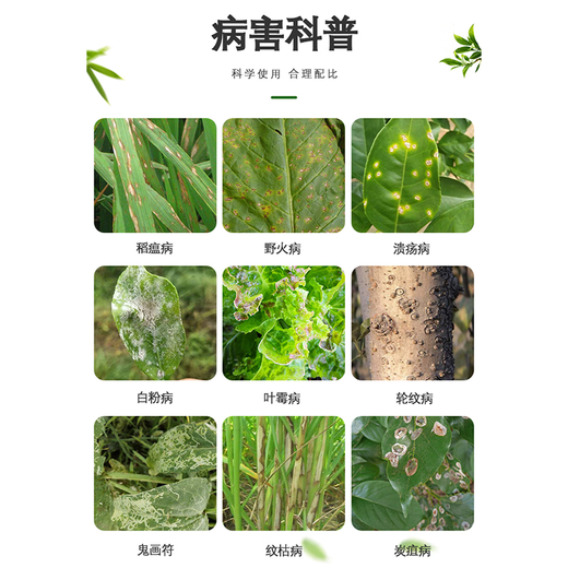 好利特丹微6%春雷霉素水稻果树蔬菜稻瘟野火病叶斑角斑枝枯病农药杀菌剂