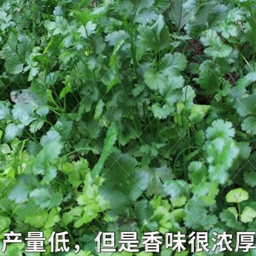 Eat as you plant, seasoning vegetable seed combination, easy to grow heat-resistant balcony potted vegetables in all seasons in spring, small-leaf coriander seeds, 2 packs, about 2,000 seeds, one pack, about 1,000 seeds