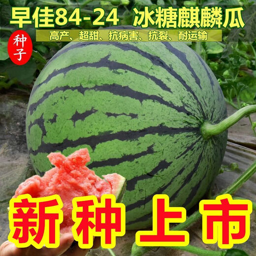 8424 Kirin small-seeded watermelon seeds, seedless, extra large, high-yielding, giant sweet king, southern four-season vegetable and fruit seeds. 8424 watermelon seeds/pack, about 50 seeds, 1 pack