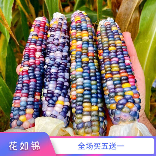 Linpan colorful glazed corn seeds, blood-streaked corn, cultural gemstones, corn ornamental corn seed pendants, accessories, bodhi, colorful corn seeds, randomly mixed colors, 20 grains*3 packs