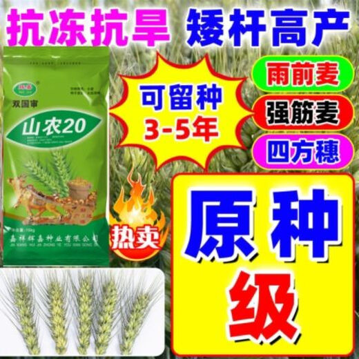 Wholesale nationally approved wheat seeds, original species, frost-resistant, lodging-resistant, rain-resistant, no buds, high-gluten wheat from the Academy of Agricultural Sciences, non-frozen, ton-produced original species, Shannong 20, 1 bag of 30 Jin, equal to 0.5 kg, now on sale
