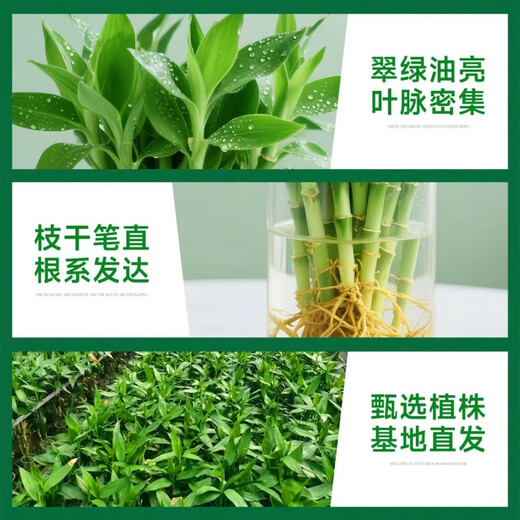 Shuzhimei Hydroponic Plant Lucky Bamboo Trial Pack Hydroponic Lucky Bamboo with Roots 10 Branches 15-20cm Straight from the Source