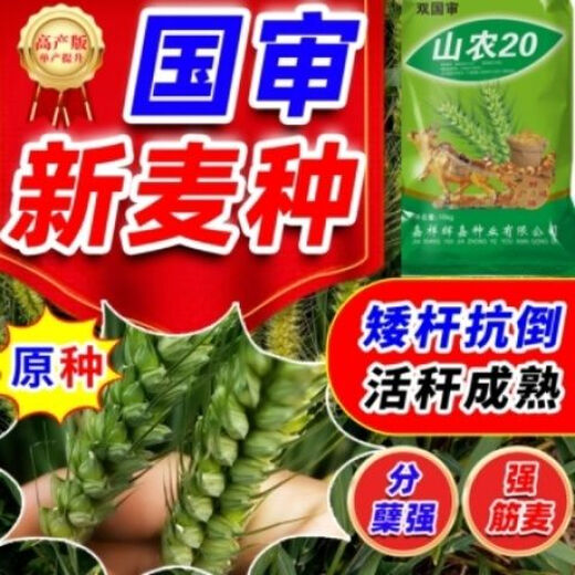 Wholesale nationally approved wheat seeds, original species, frost-resistant, lodging-resistant, rain-resistant, no buds, high-gluten wheat from the Academy of Agricultural Sciences, non-frozen, ton-produced original species, Shannong 20, 1 bag of 30 Jin, equal to 0.5 kg, now on sale