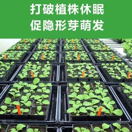 Plant bursting hormone, budding hormone, succulent leaf inserts, bud-promoting germination, household flower growing fertilizer, old pile plant clear leaf fertilizer, old pile dry yellow leaves first aid, new buds grow, 1 barrel 2500ml