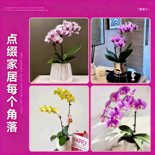 European bud Phalaenopsis potted plant with buds, living room office desktop, good for all seasons, flowers and green plants for opening, fairy pink Phalaenopsis 6 foils, with buds + ceramic flower pots, good with potted plants