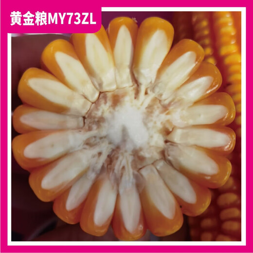 Golden Grain MY73ZL Генетически модифицированная версия Устойчива к насекомым, устойчива к глифосату, устойчива к ржавчине, семена кукурузы со стабильной урожайностью, устойчивые к болезням семена 5273 капсулы в пакете 10+1, чтобы получить 11 пакетов