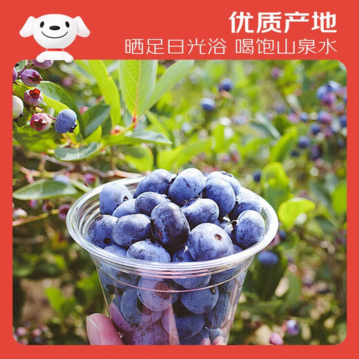 Jingxiansheng Yunnan Blueberry 22mm+ Extra Large Fruit 6 Boxes Net Weight 125g/box Fresh Fruit
