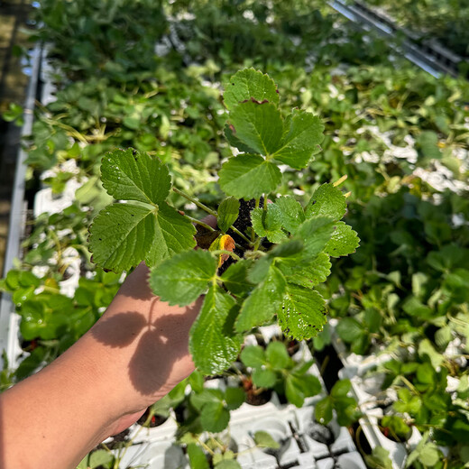 Beijing Agricultural Research Institute Strawberry Seedlings Light Pink White Strawberry Snow White Second Generation Virus-Free Seedlings Production and Breeding Balcony Fruit Seedlings Hongyan Second Generation Virus-Free Strawberry Seedlings 1