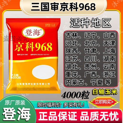 Suiyiman Jingke 968 high-yielding corn seeds, short stems and big sticks, drought-resistant and high-temperature resistant purple gold version white shaft corn seeds purple gold version original 4000 grains 3 bags