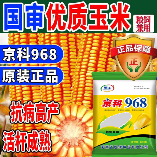 Suiyiman Yunnan-Guizhou-Sichuan high-yielding corn Jingke 968 low-stem big stick high-yielding resistance to lodging and rust disease dual-purpose grain and feed can be stored as green storage 1 bag 4000 grains