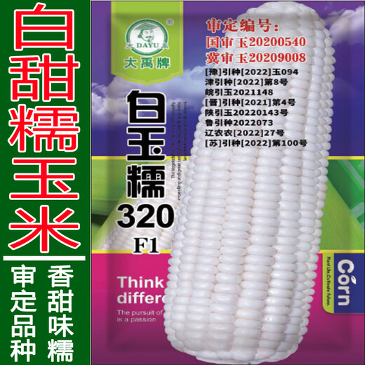 香甜糯玉米种子燕禾金京科糯大穗黏棒子香甜粘水果生吃玉米种籽春 苏玉糯802玉米原包装100克种子