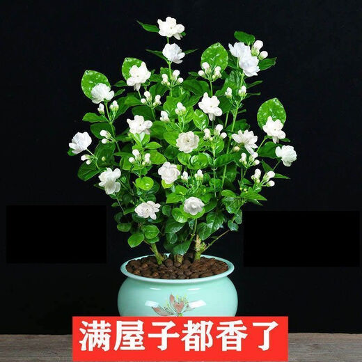Jasmine seedling potted plant with buds Jiuli Xiang old pile mosquito repellent flower plant indoor strong fragrance blooms in all seasons and easy to grow Large jasmine flowers 4-6 buds are full and pots are not included