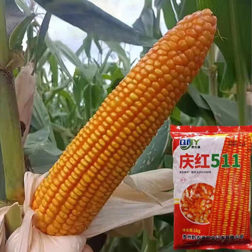 Guangxi corn variety Qinghong 511 hard-kernel quality corn seeds are adapted to medium and low altitudes Qinghong 511 corn seeds 2Jin Jin equals 0.5kg/bag