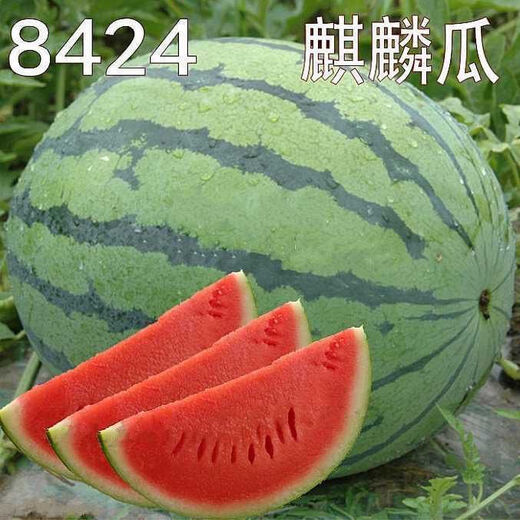 Watermelon set, watermelon seeds, watermelon balcony potted farmhouse garden melon seeds, various kinds of rock sugar Kirin watermelon seeds, 2 packs, about 100 pieces