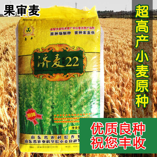 济麦22小麦种子山东农科院育矮秆抗倒大穗原种冬小麦种子 济麦22原种2斤散/山东农科院选育