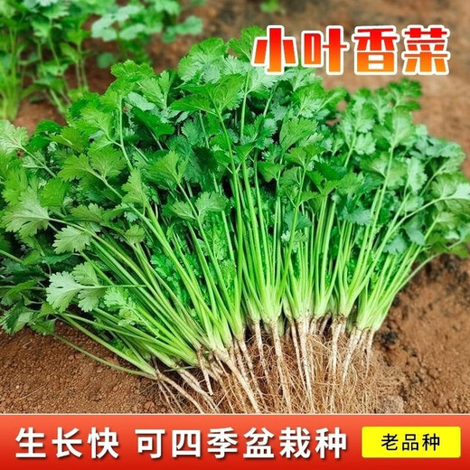 Eat as you plant, seasoning vegetable seed combination, easy to grow heat-resistant balcony potted vegetables in all seasons in spring, small-leaf coriander seeds, 2 packs, about 2,000 seeds, one pack, about 1,000 seeds