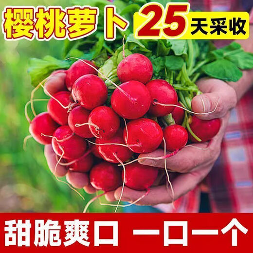 Cherry fruit radish seeds~thin-skinned carrot seeds garden potted small white lazy people easy to grow fruit cherry radish*2 pack 600 capsules