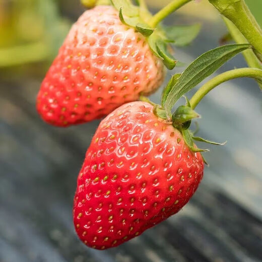 Four Seasons Cream Strawberry Seeds Spring and Autumn Home Balcony Potted Plants for Beginners Easy to Grow Fruit Red Strawberry Seeds Complete Collection of Cream Red Strawberry Seeds/pack of about 100 capsules 3 packs