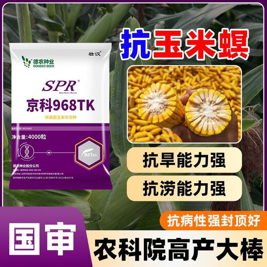 Strong man's genetically modified high-yielding corn seeds, Academy of Agricultural Sciences National Approval, Insect Resistance, Double Sticks, Large Sticks, Lodging Resistance, Drought Resistance, Disease Resistance, Corn Seeds, Transgenic Insect Resistance, High Germination Rate, 4000 grains, Disease Resistance