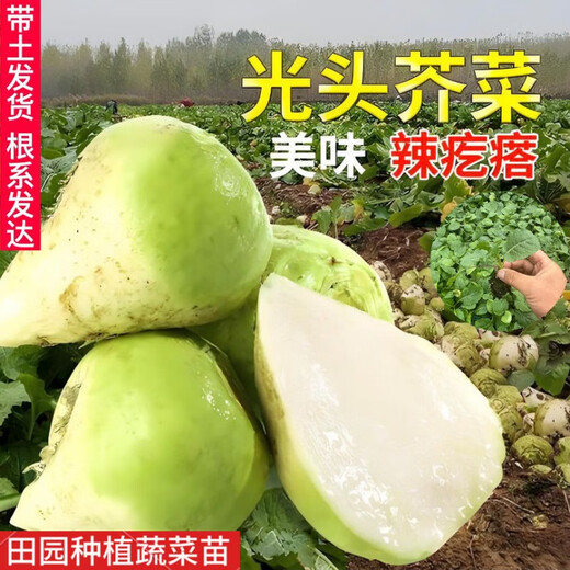 Kohlrabi seeds make pickled pickles, mustard rhizome seeds, radish seeds, spring and autumn cold-resistant vegetable seeds, 5 bald melon seedlings
