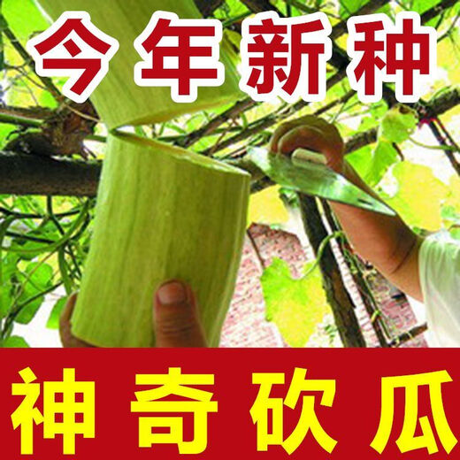 Newly planted this year, magical cucumber seeds for four seasons, pumpkin seeds, climbing vines, melon and fruit seeds, rapeseed seeds with high yield. Magic cucumber seeds/pack, about 6 capsules, 1 pack