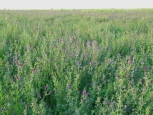 Alpaca fodder, cattle and sheep feed, alfalfa hay, sun-dried fodder, pig farm, sheep feed, cattle hay, alfalfa grass 1000 Jin Jin equals 0.5 kg